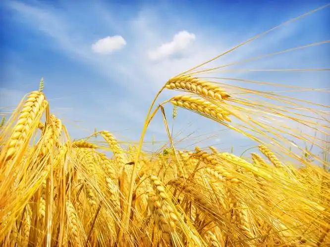 丰收的麦田景色高清图片 - 素材中国16素材网