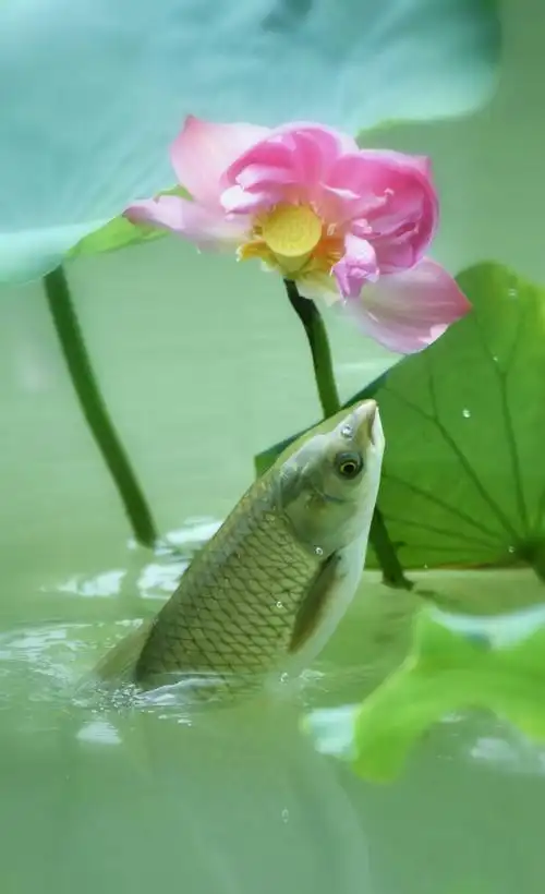 1171_1920竖版 竖屏