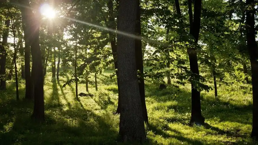 阳光透过树林的壁纸,高清图片,壁纸,自然风景-桌面城市