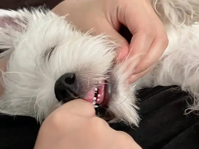 4个月西高地乳牙换牙