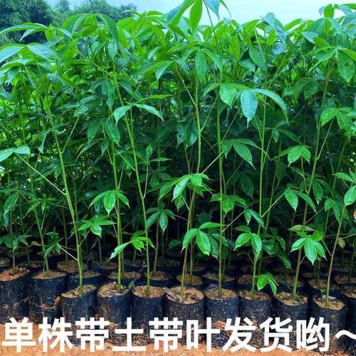 美丽异木棉大腹木棉乔木花酒瓶状庭院小区绿化行道风景树苗种直销