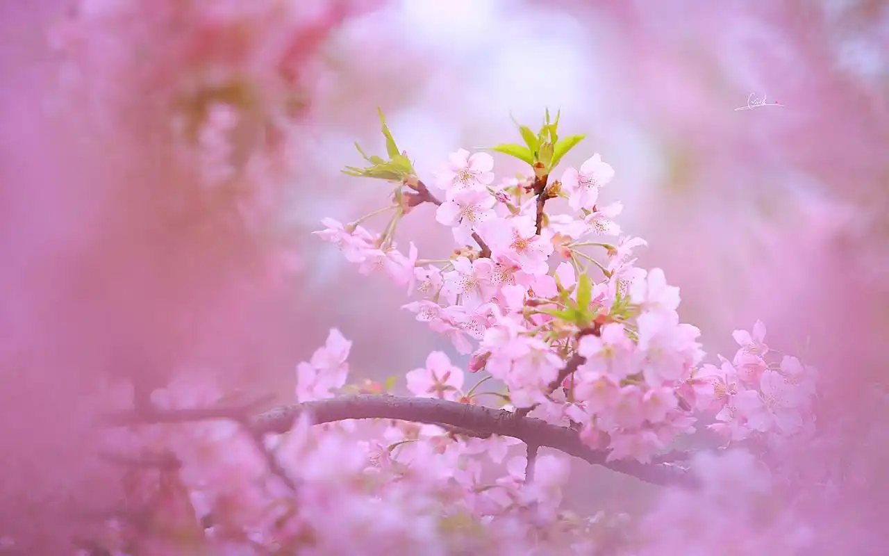 粉色樱花浪漫高清桌面壁纸