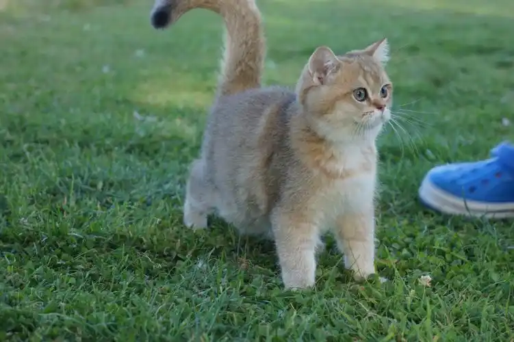 大体金渐层 可比赛#英国  #留学英国  #新加坡