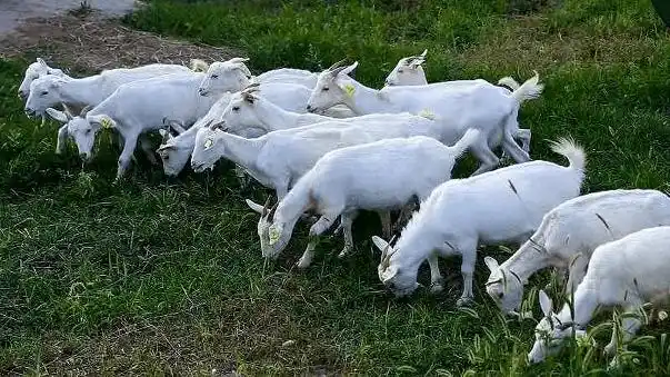 阜阳用"功"!_皖北_山羊_黄淮