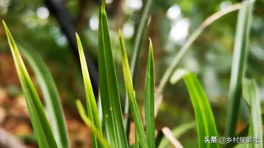 野生金边兰草值多少钱(遇到这样的野生兰花艺草) - 价格百科