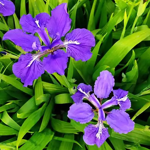 那片蓝紫色的鸢尾花