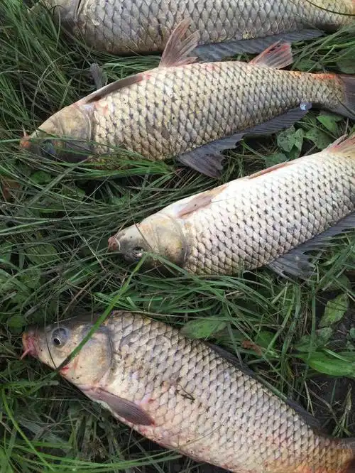 突然回忆起去年收竿的那条大鲤鱼,遛了我好多个来回