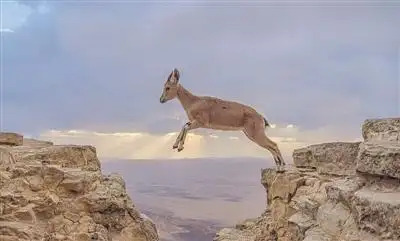 美轮美奂夕阳下山羊在山谷间跳跃