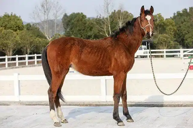 出售| 8匹优质好马在寻找他的主人