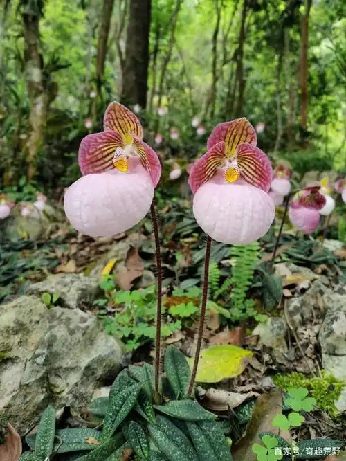 带你领略大自然的魅力之硬叶兜兰