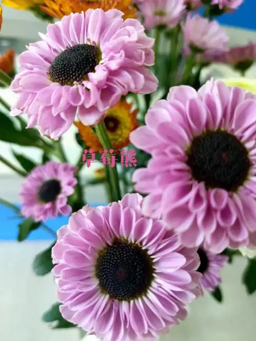 小雏菊品种大集合来了