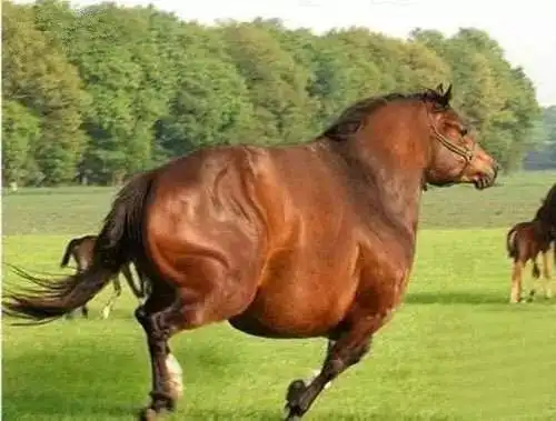 冬天,马匹在马厩里站立的时间会更长.