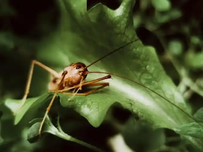 【随手拾.…】002 灶马蟋营养成分:蛋白质,脂肪,维生素12,矿物质等药