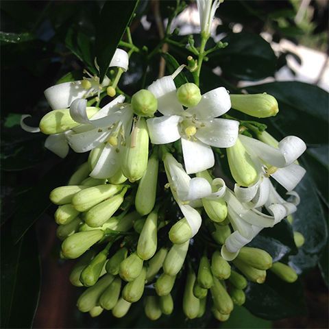 花卉九里香盆栽带花绿植盆栽七里香九里香苗开花香气袭人驱蚊植物