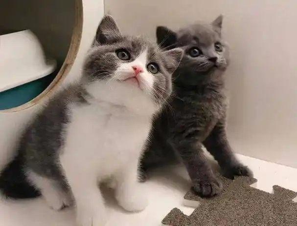 英短和美短哪个好看?英短和美短(2)