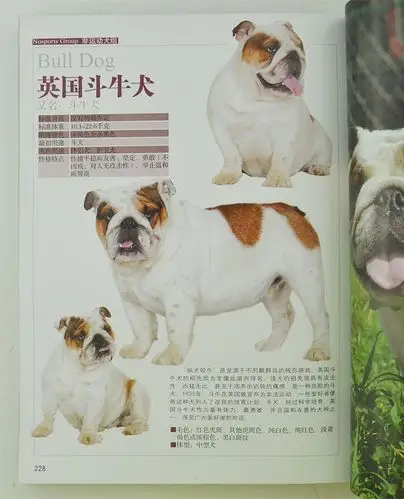 中外名犬大观-分类介绍与彩图鉴赏