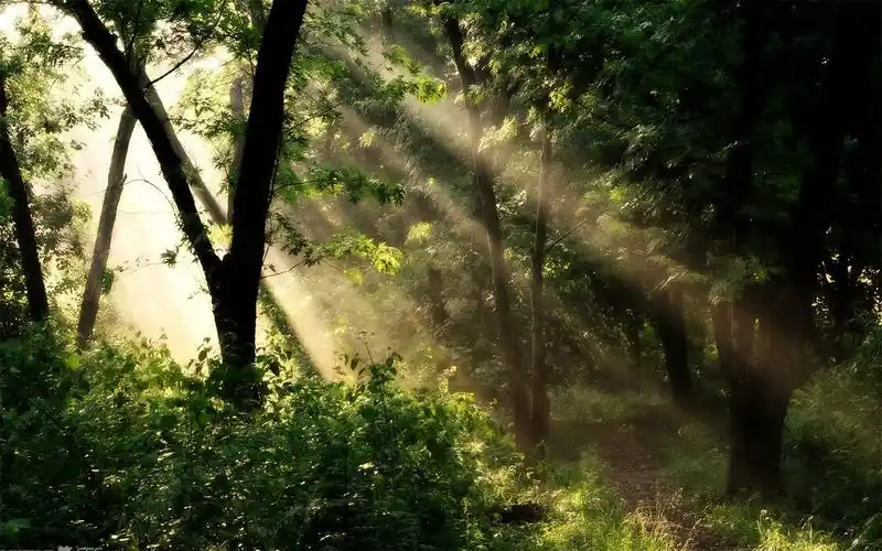 逆光小清新初秋早晨美丽的树林风光桌面壁纸(三)