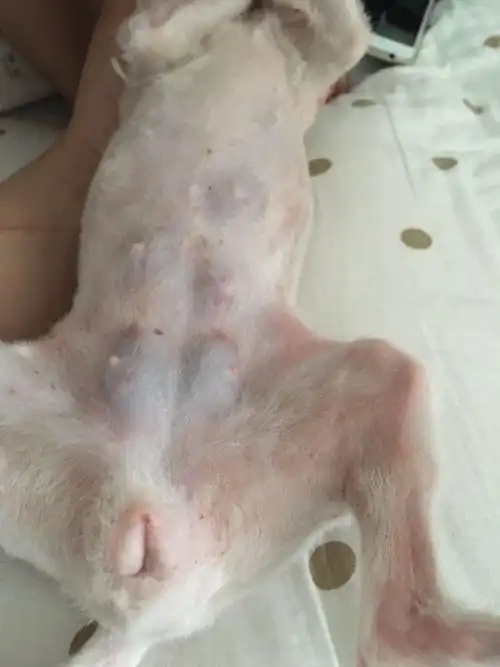 怎样看狗狗是否怀孕,博美1岁,交配过15天.