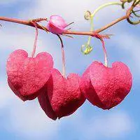 微信头像花海图片大全【点击鼠标右键下载】