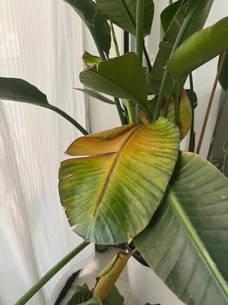 最近天堂鸟叶子发黄干枯,新手紧急求救 小红薯大神们,请问有什么办法