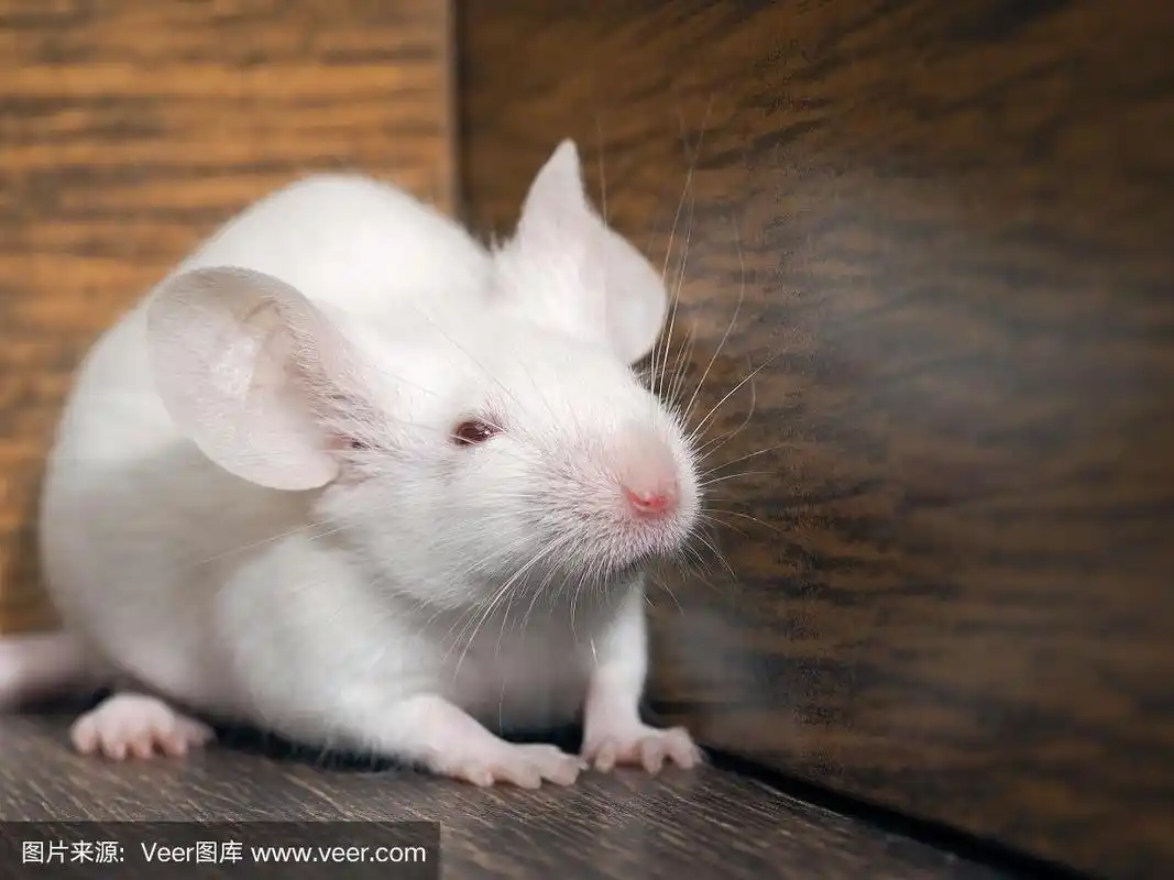 滑稽狡猾的白老鼠特写.长胡子的啮齿动物