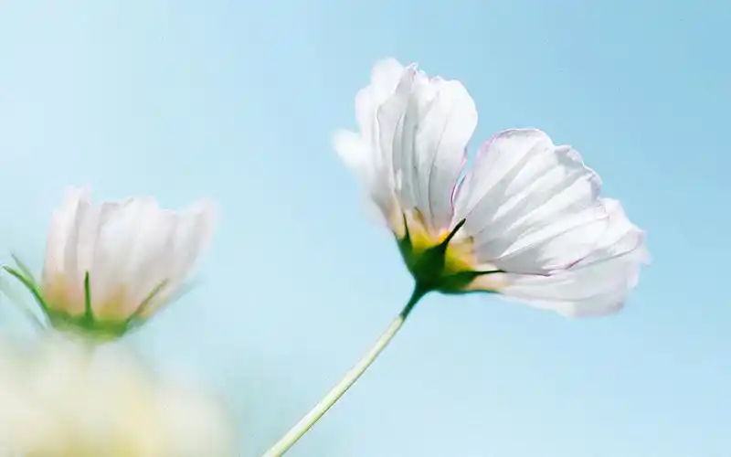 夏日小清新高清唯美意境图片桌面壁纸