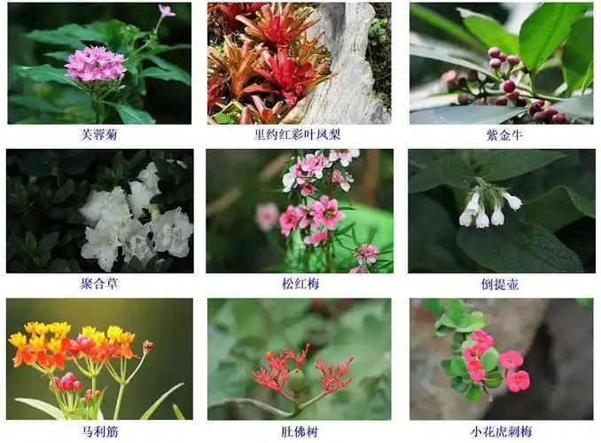 【花卉知识】花形与花名对照表16-19集