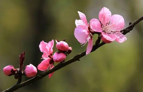 【桃花摄影图片】生态摄影_太平洋电脑网摄影部落