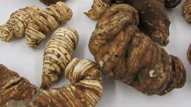 蚤休:中草药的隐匿之力