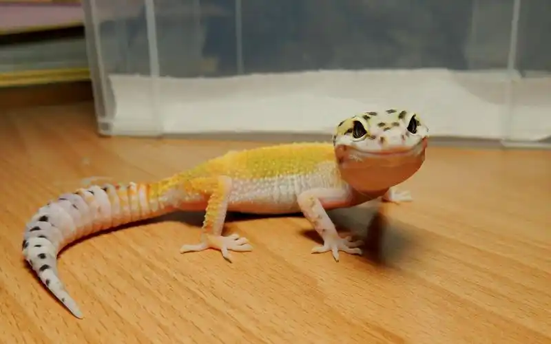 【阿fe!豹纹守宫】看了这个视频从此眼睛生病不用慌