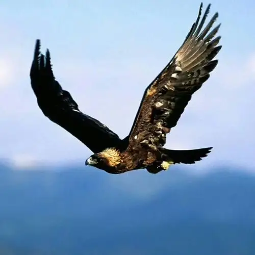 百岁老人不慎走失3天2夜,神鹰救援不畏酷暑,连续奋战,成功救援!