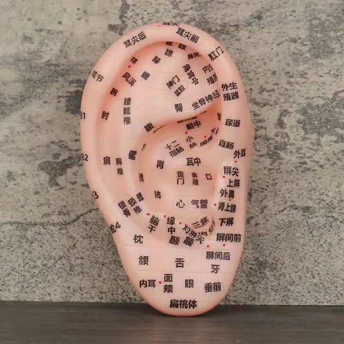 人体经络模型手足耳穴位高清中医教学模具针灸推拿点穴