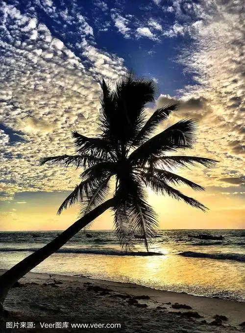 日出椰树