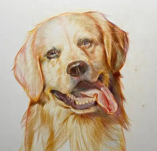 彩铅～金毛|纯艺术|绘画|绘画君 - 原创作品 - 站酷 (zcool)