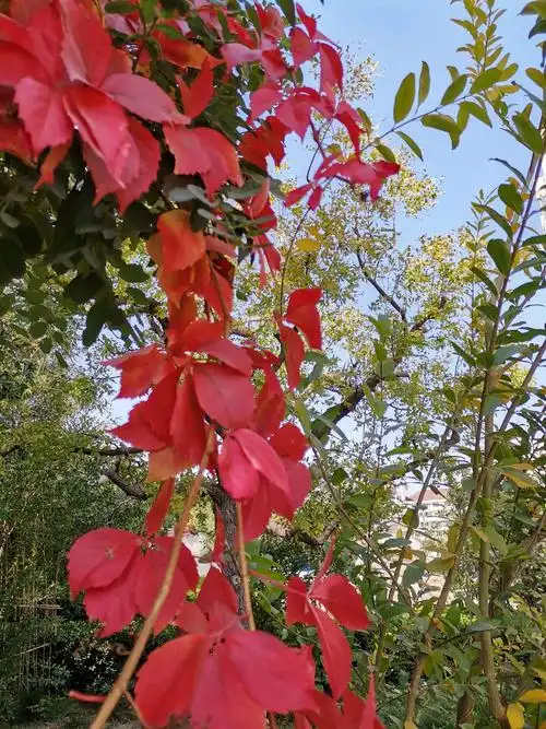 好听歌 费玉清的巜黄叶舞秋风》
