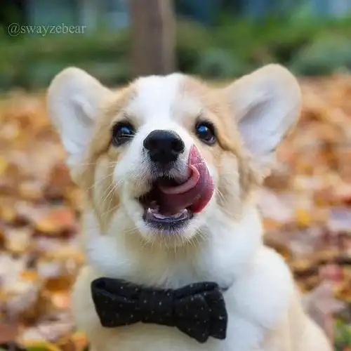 狗扑网 柯基犬 柯基犬图片 狗狗可爱图片 正文日期:2020-03-26