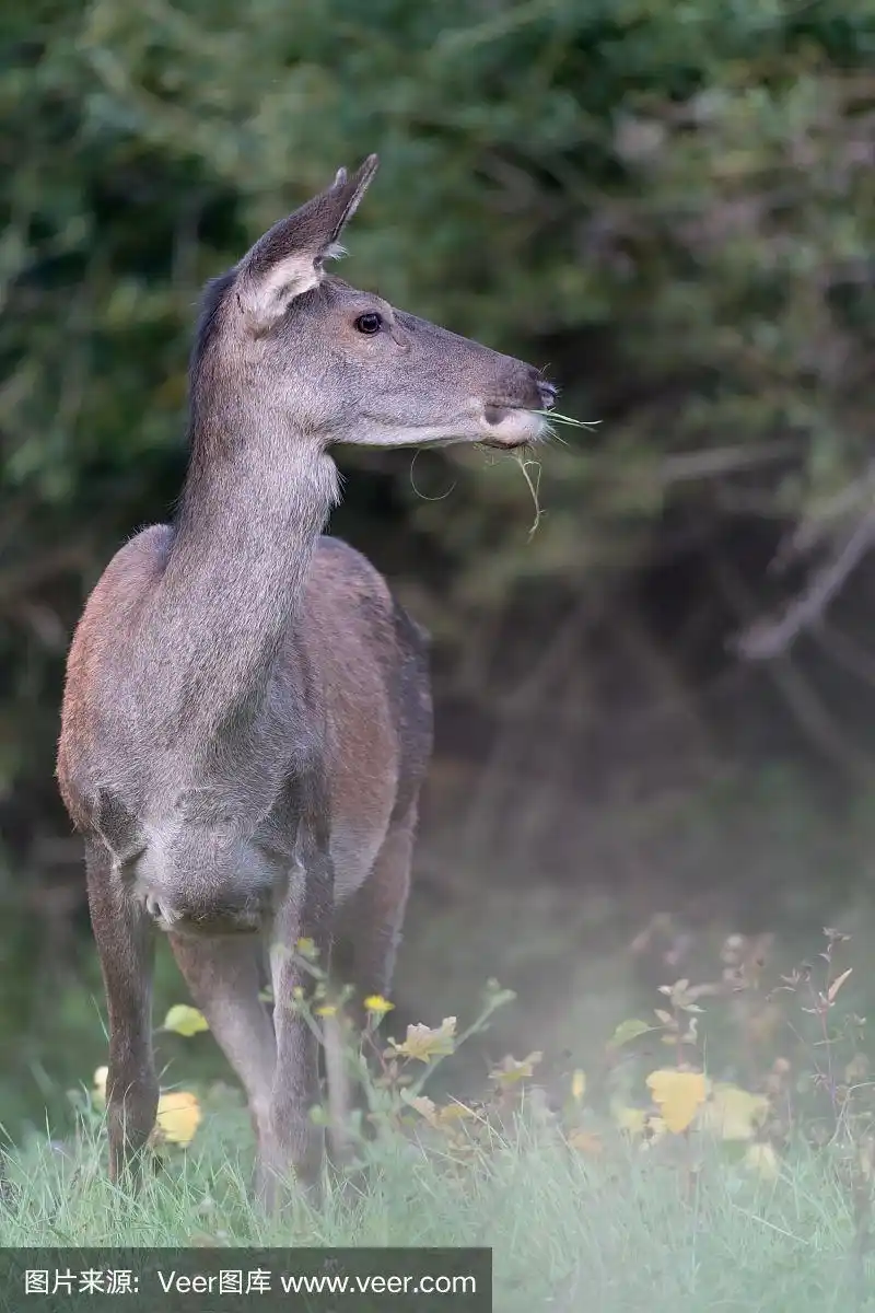 林地雌性马鹿(麋鹿)