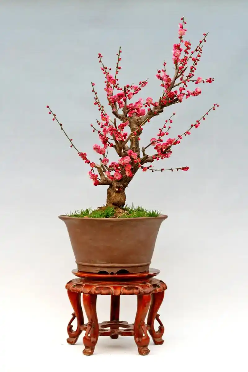 郑重声明:本公司没有在任何网络平台出售#梅花盆景   出现在 - 抖音