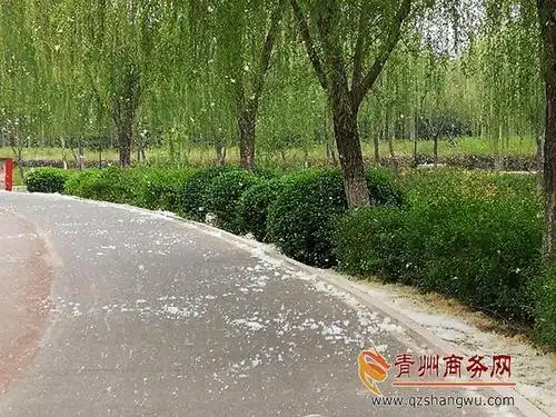 图南阳河柳絮飘飞白如雪
