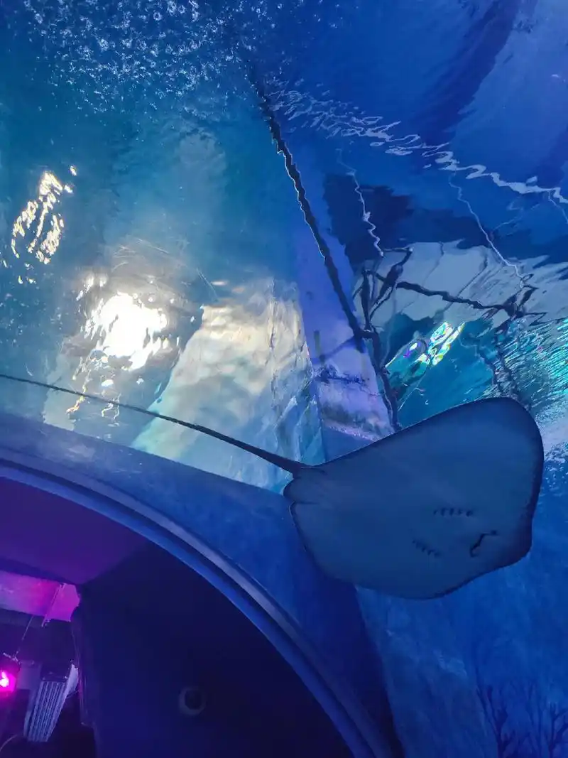 魔鬼鱼 鳐鱼 不同角度看98.#一起看看海底世界 #海洋生物 - 抖音