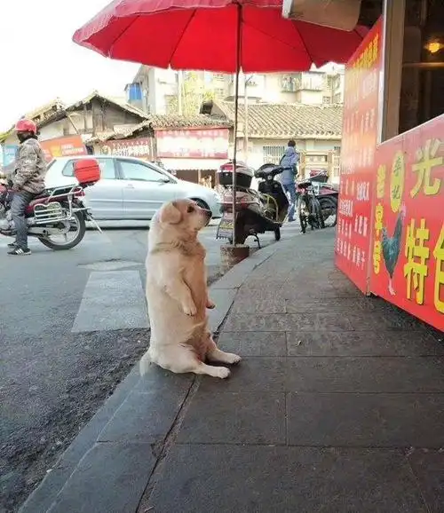 胖白狗坐在鸡肉店门口望眼欲穿表示想吃鸡腿
