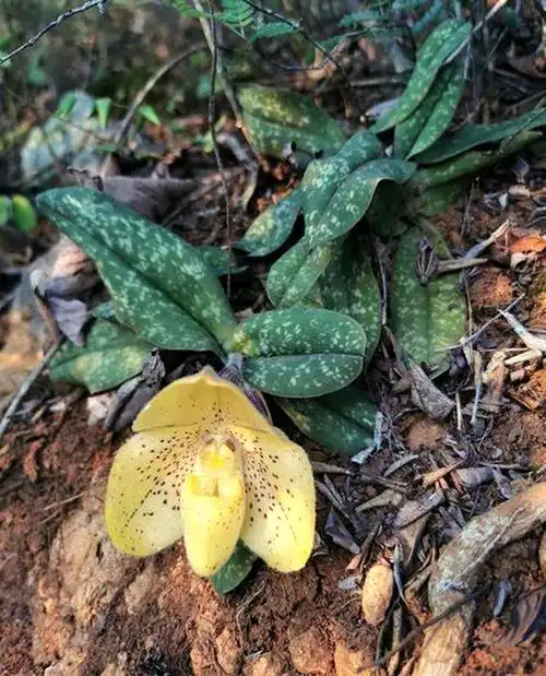 同色兜兰野生群