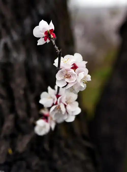 春满长安,杏花谷里春色美