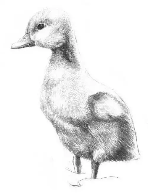 北京画室_素描动物入门:素描小鸭子的绘画步骤