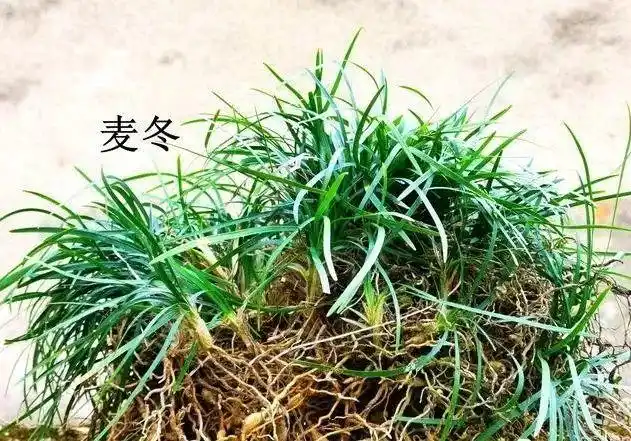 兰花,菖蒲,麦冬,这三种最容易混淆的植物,如何正确地区分