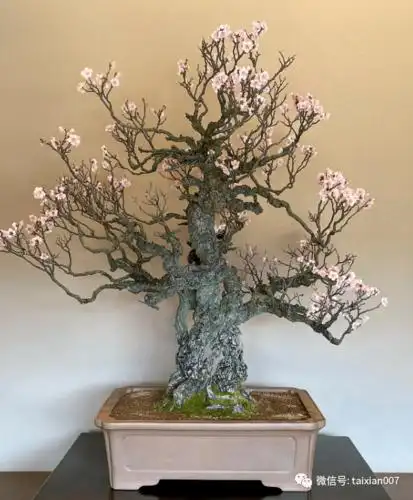 冬天最适合赏梅了极品梅花盆景200款绝对值得一看