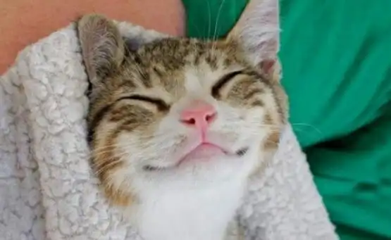 网友分享喵星人笑容练习 得意 治愈 还是画面突变?