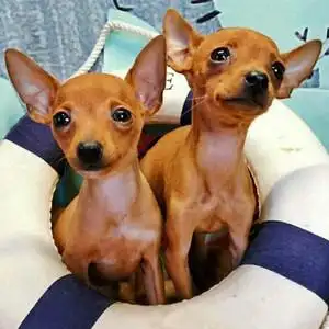 小鹿犬幼崽纯种