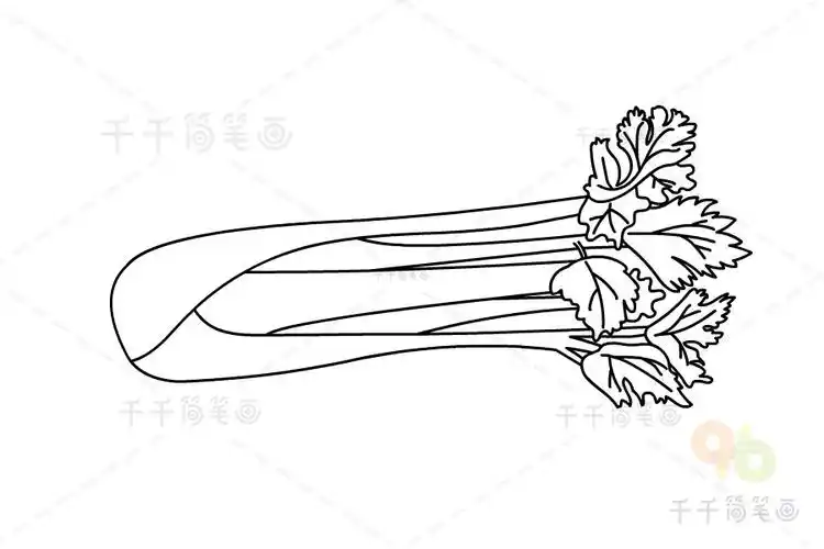 芹菜简笔画画法