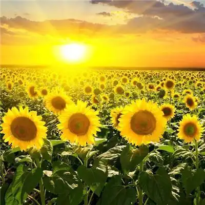 带来好运的微信头像图片2022最新(带来好运的微信头像图片女生)-福洋